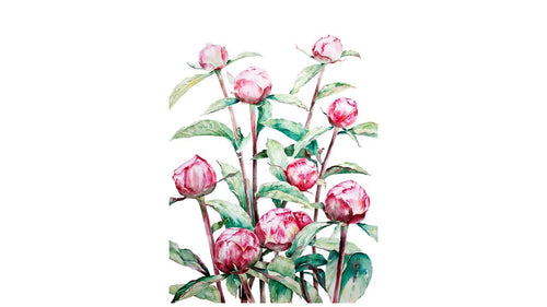 Peony print out